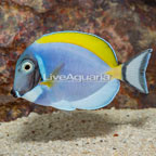 Powder Blue Tang (click for more detail)