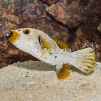 Dogface Puffer (click for more detail)