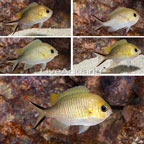 Ternate Chromis, 6 Lot (click for more detail)