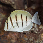 Convict Tang (click for more detail)