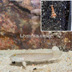 Blue Spotted Goby With Tiger Snapping Shrimp (click for more detail)