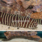 Zebra Eel (click for more detail)