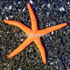 Orange Sea Star (click for more detail)