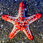 Red Knob Sea Star (click for more detail)