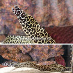 Tessalata Eel (click for more detail)
