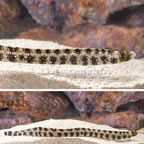Snowflake Eel  (click for more detail)