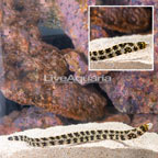 Snowflake Eel  (click for more detail)