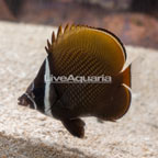 Pakistan Butterflyfish (click for more detail)