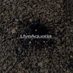 Black Longspine Urchin  (click for more detail)