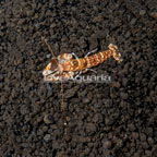Tiger Snapping Shrimp (click for more detail)
