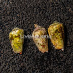Orange Lip Conch Snail, Trio (click for more detail)