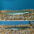 Lapradei Bichir, Pair (click for more detail)
