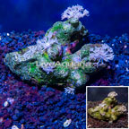 Xenia Coral Indonesia (click for more detail)