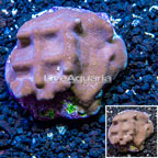 Blue Ridge Coral Indonesia (click for more detail)