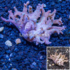 Sinularia Leather Coral Vietnam (click for more detail)