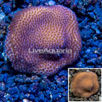 LiveAquaria® Cultured Montipora Coral (click for more detail)