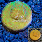 USA Cultured Screamin Demon Porites Coral (click for more detail)