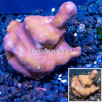 LiveAquaria® Cultured Blue Ridge Coral (click for more detail)