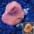LiveAquaria® Cultured Montipora Coral (click for more detail)