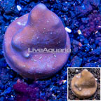 LiveAquaria® Cultured Blue Ridge Coral (click for more detail)