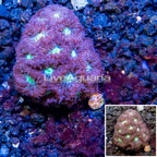 LiveAquaria® Cultured Blastomussa Coral (click for more detail)