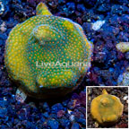 LiveAquaria® Cultured Montipora Coral (click for more detail)