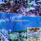 Purple Sea Whip (click for more detail)