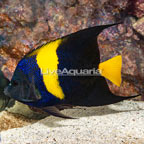 Asfur Angelfish (click for more detail)