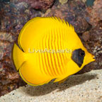 Golden Semilarvatus Butterflyfish (click for more detail)