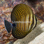 Desjardini Sailfin Tang (click for more detail)