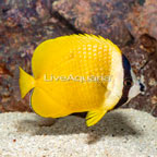 Orange Butterflyfish (click for more detail)