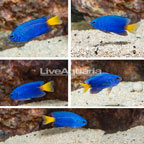 Yellowtail Damselfish, 5-Lot (click for more detail)