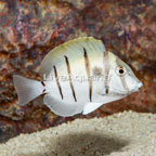 Convict Tang (click for more detail)