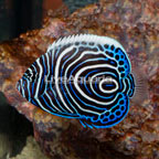 Emperor Angelfish, Juvenile (click for more detail)