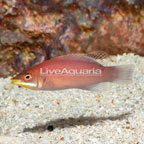 Scarlet Pin Stripe Wrasse (click for more detail)