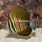 Sailfin Tang, Desjardini (click for more detail)