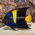 Asfur Angelfish (click for more detail)