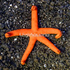 Orange Sea Star (click for more detail)