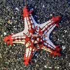 Red Knob Sea Star (click for more detail)