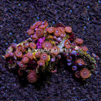 Red People Eater Colony Polyp Rock Zoanthus Indonesia IM (click for more detail)
