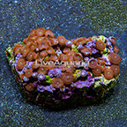 Red People Eater Colony Polyp Rock Zoanthus Indonesia IM (click for more detail)