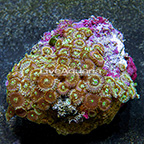 Ultra Green Galaxy Colony Polyp Rock Zoanthus Indonesia IM (click for more detail)