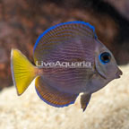 Caribbean Blue Tang (click for more detail)