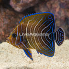 Koran Angelfish (click for more detail)