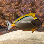 Blonde Naso Tang (click for more detail)