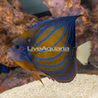 Annularis Angelfish, Adult [Blemish] (click for more detail)
