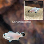 Snow Storm Clownfish (click for more detail)