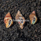 Electric Blue Hermit Crab (Trio) (click for more detail)
