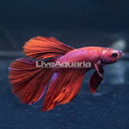 Red Halfmoon Betta, Male (click for more detail)