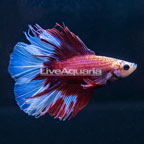 Double Tail Halfmoon Betta, Male (click for more detail)